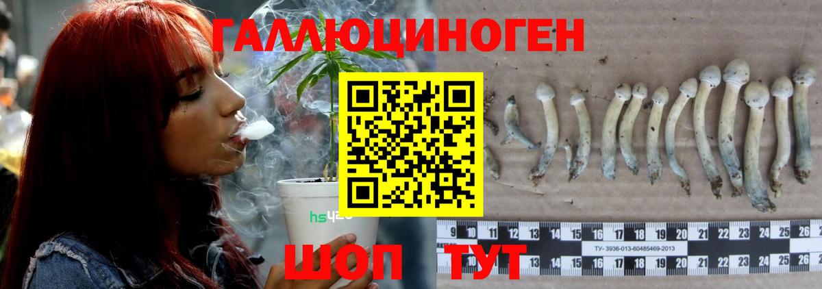 Галлюциногенные грибы Psilocybe  Вход с VPN  Бор 